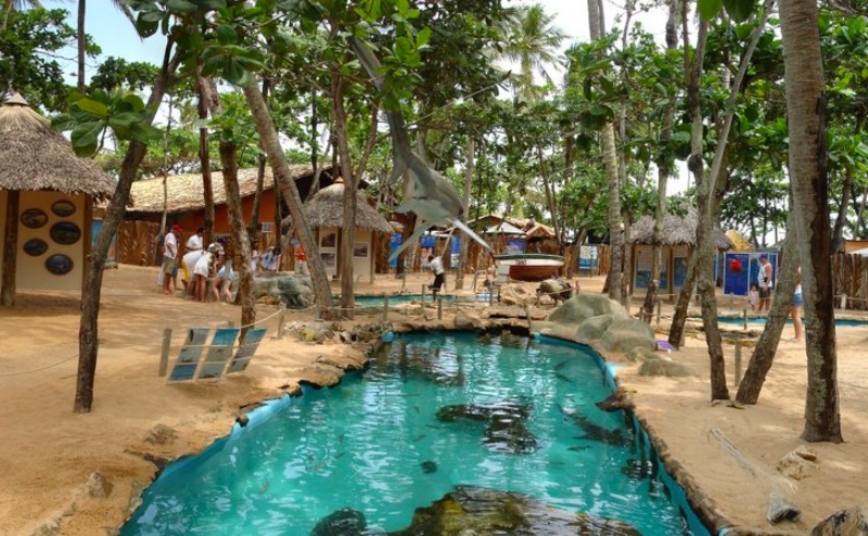 Tanques do Projeto Tamar na Praia do Forte com tartarugas marinhas